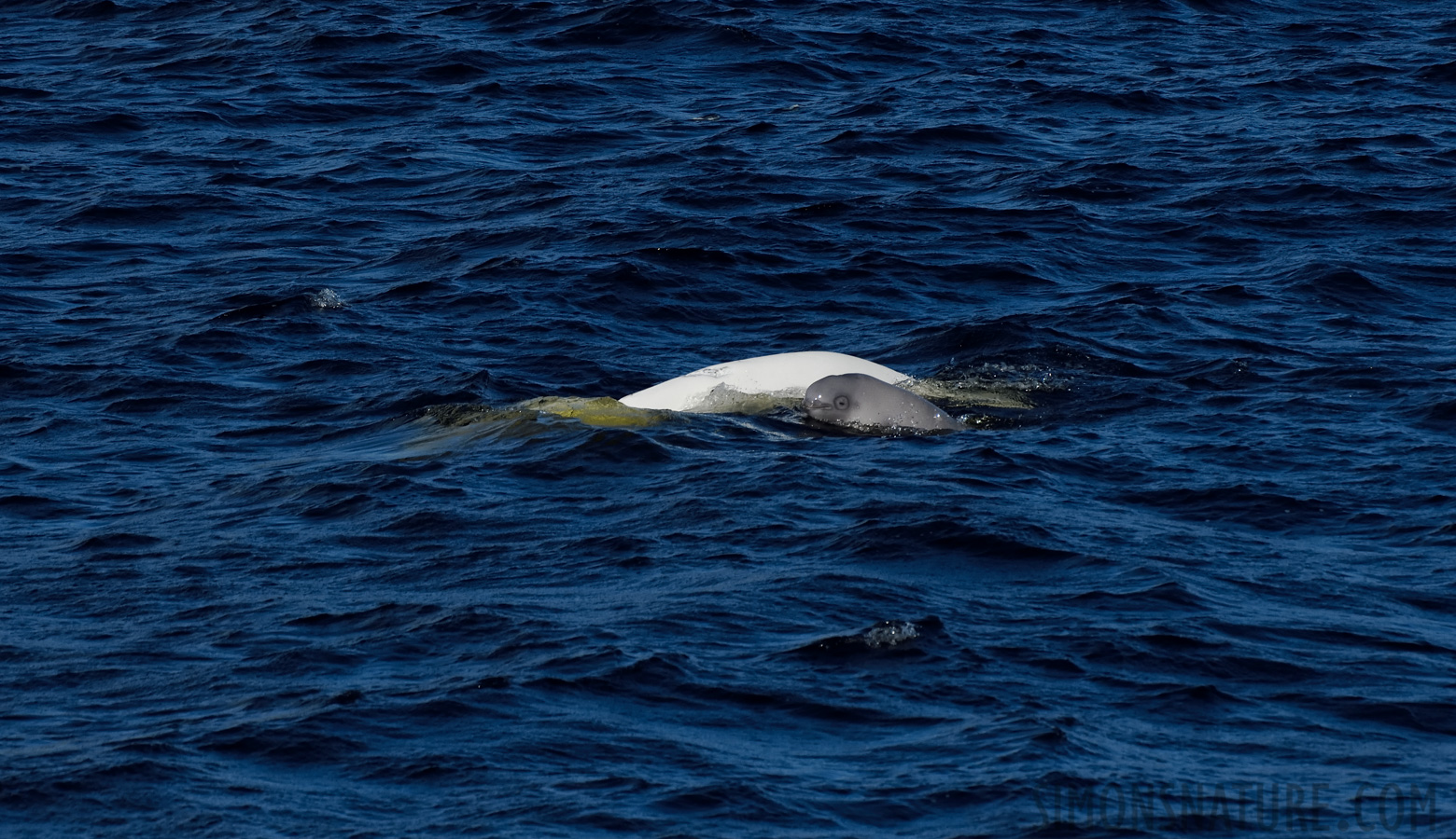 Delphinapterus leucas [400 mm, 1/4000 Sek. bei f / 8.0, ISO 800]